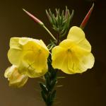 Huile d'Onagre - des fleurs jaunes aux propriétés sublimatrices