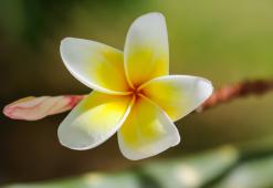 L'huile de monoï dans les soins capillaires - un produit incomparable et parfumé de Tahiti