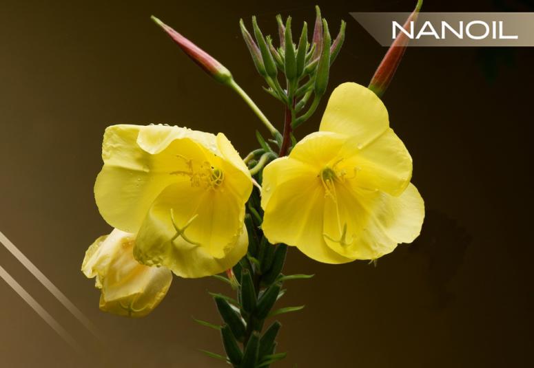 Huile d'Onagre - des fleurs jaunes aux propriétés sublimatrices